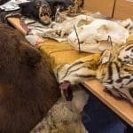 seized wildlife body parts laid out on a table