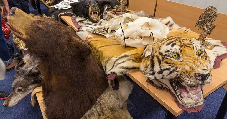 seized wildlife body parts laid out on a table