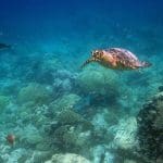 A turtle and fish swimming in the Chagos archipelago waters
