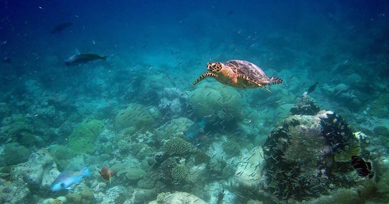 A turtle and fish swimming in the Chagos archipelago waters