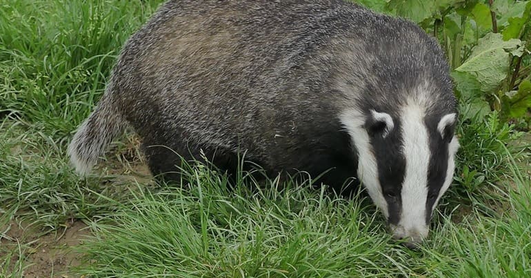 A badger standing in grass