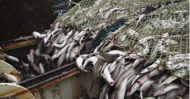 Many fish being emptied out of bottom trawling net