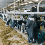 Cows