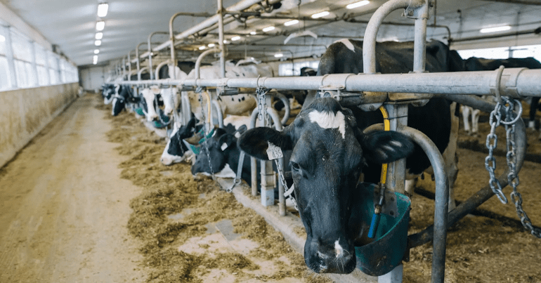 Cows