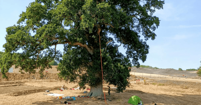 Queen Canel oak in Somerset