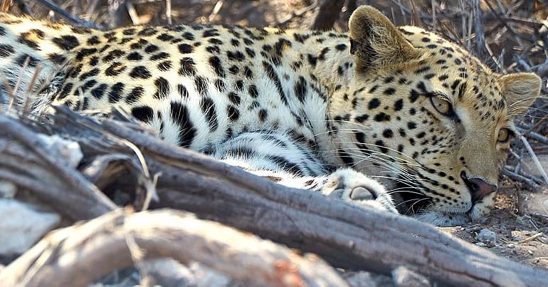 A leopard lying down in vegetation