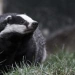 A badger in the grass