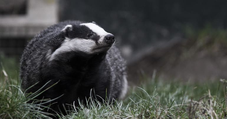 A badger in the grass