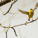 canary in flight