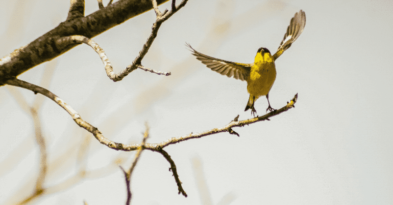 canary in flight