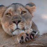 Desert lion Nala