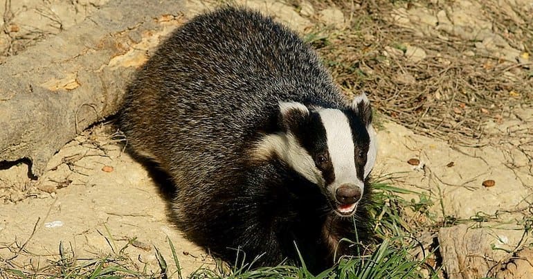 Badger
