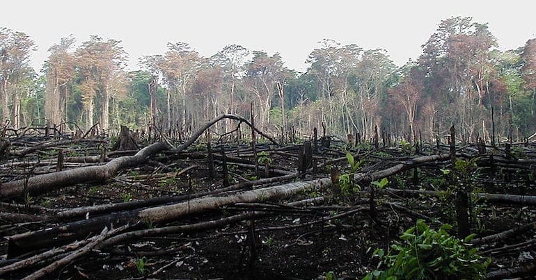 Forest burnt and cleared for agriculture