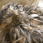 Dying bird