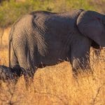 An adult African elephant with a baby elephant walking in the bush