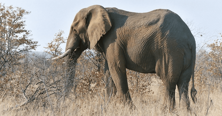 African elephant