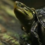 Southeast Asian Box Turtle