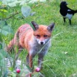Fox and magpie on grass