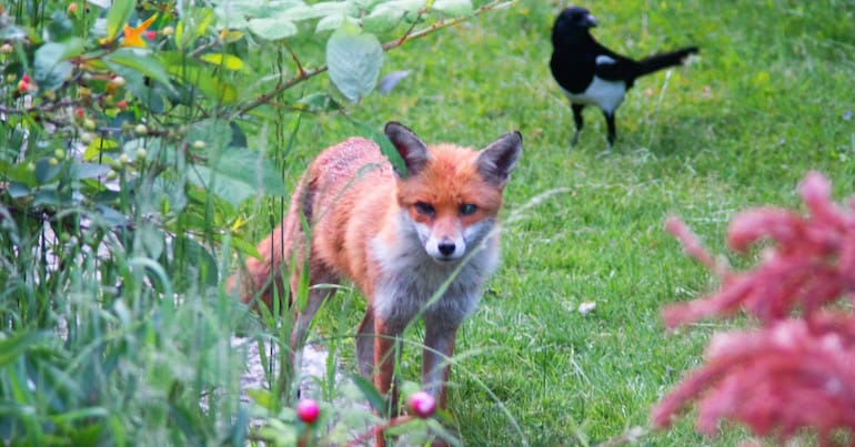 Fox and magpie on grass