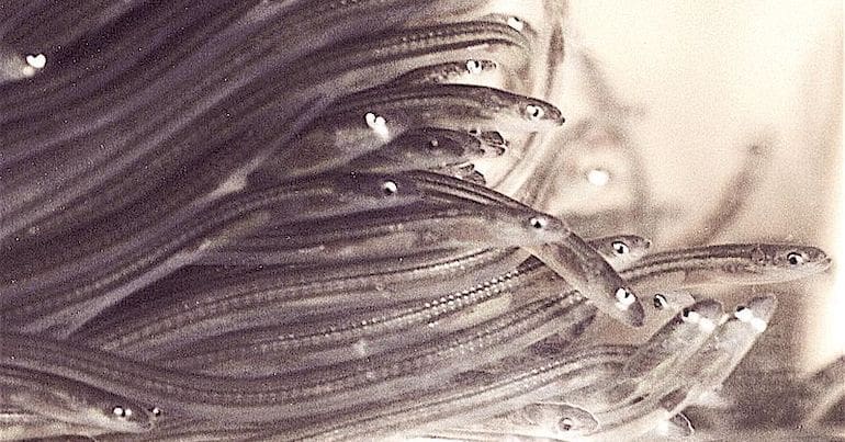Glass eels