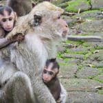 Young long-tailed macaques clinging to an adult macaque