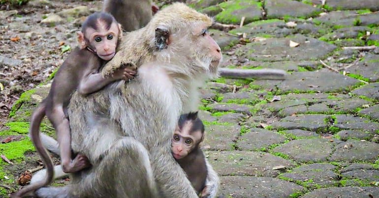 Young long-tailed macaques clinging to an adult macaque