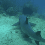 Shark swimming through waters