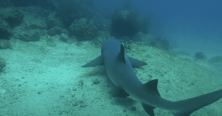 Shark swimming through waters
