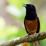 white-rumped shama