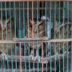 Three owls in a cage for sale in the wildlife trade