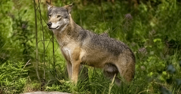 A wolf in woodland