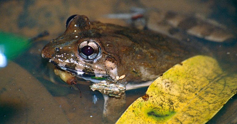 An Asian brackish frog, otherwise known as a crab-eating frog