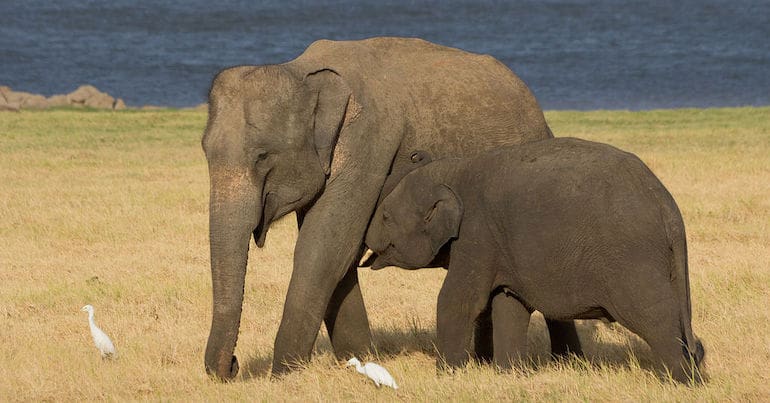 Asian elephants in the wild