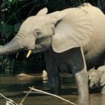 African forest elephants