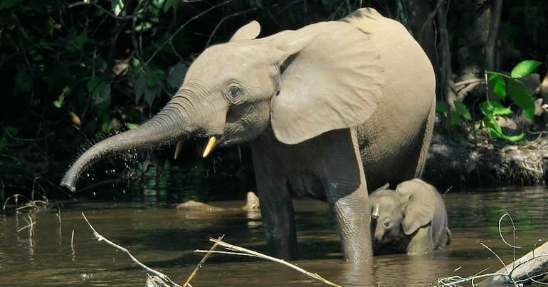 African forest elephants