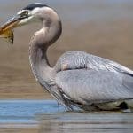 A great blue heron in a lake with a fish in their mouth