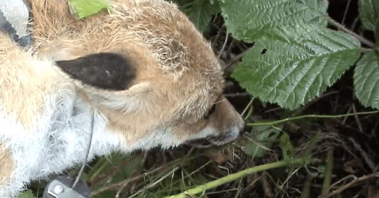A fox caught in a snare