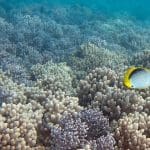 Butterflyfish swimming in coral