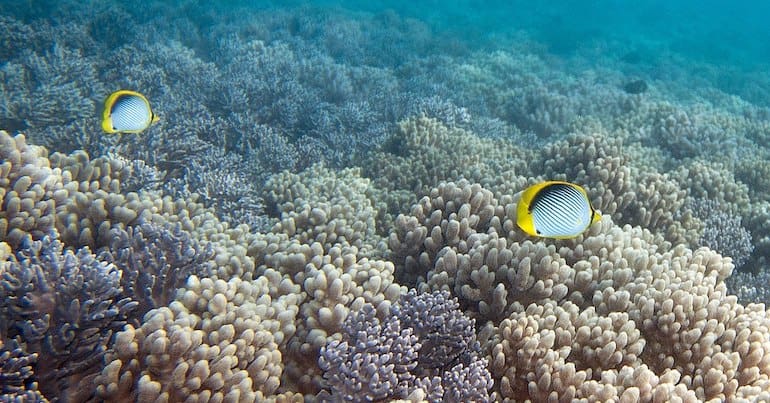Butterflyfish swimming in coral