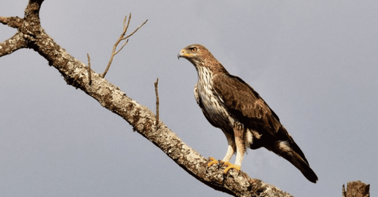 Bonnelli's eagle