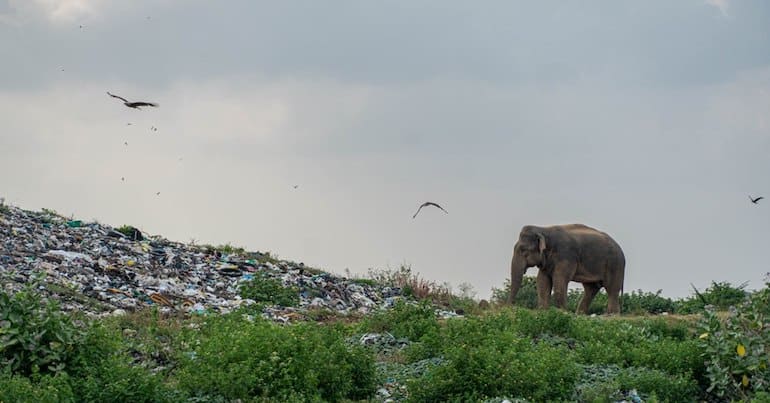 A wild elephant stood in front of a pile of garbage and plastic pollution