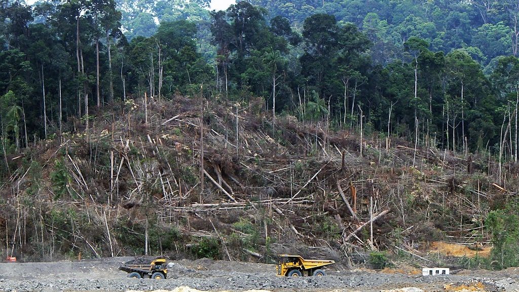 Deforestation in Borneo, as a report by Global Canopy finds companies are failing
