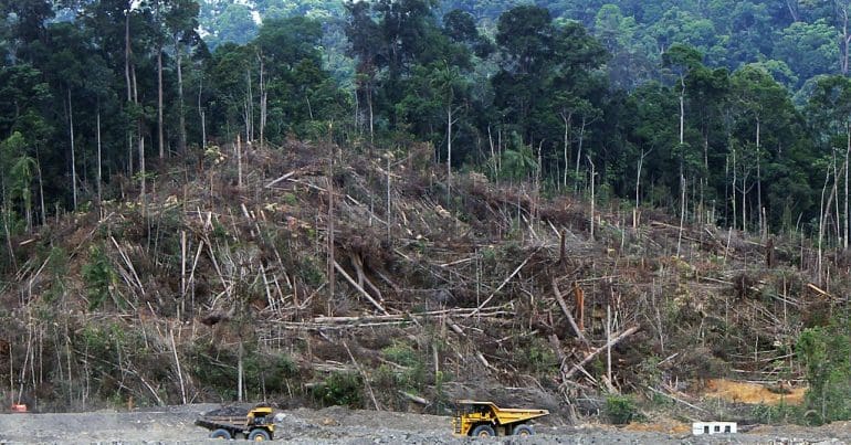 Deforestation in Borneo, as a report by Global Canopy finds companies are failing