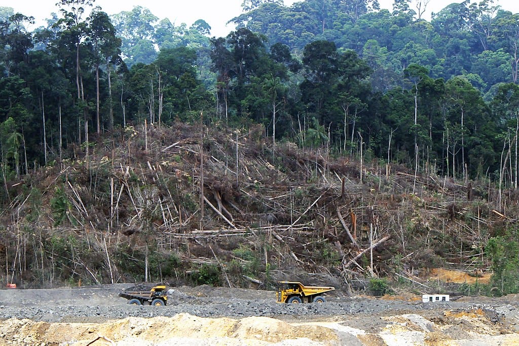 Deforestation in Borneo, as a report by Global Canopy finds companies are failing
