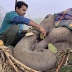 Elephant Moti from India receiving medical care from the Wildlife SOS team after years as a tourist begging elephant