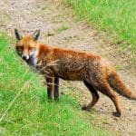 A fox in the countryside
