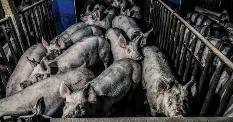 Factory farming of pigs, with individuals crammed into a pen AMR, superbugs