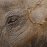 Asian elephant Moti, who passed away due to injuries from his use in animal tourism
