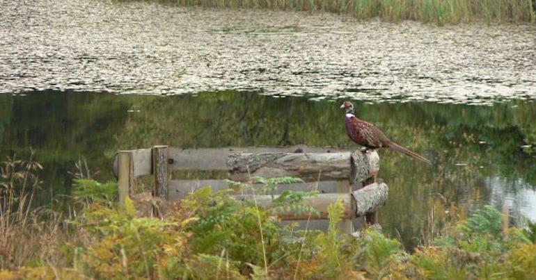 A pheasant sat on a wooden butt, a structure used by the shooting industry
