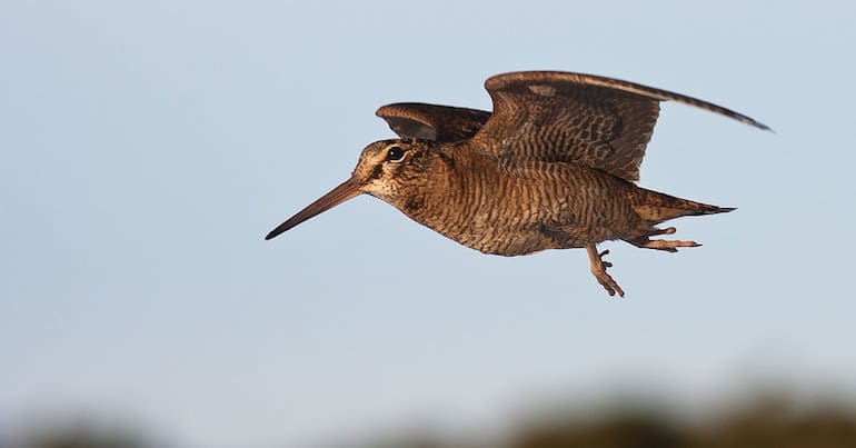 Woodcock
